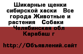 Шикарные щенки сибирской хаски - Все города Животные и растения » Собаки   . Челябинская обл.,Карабаш г.